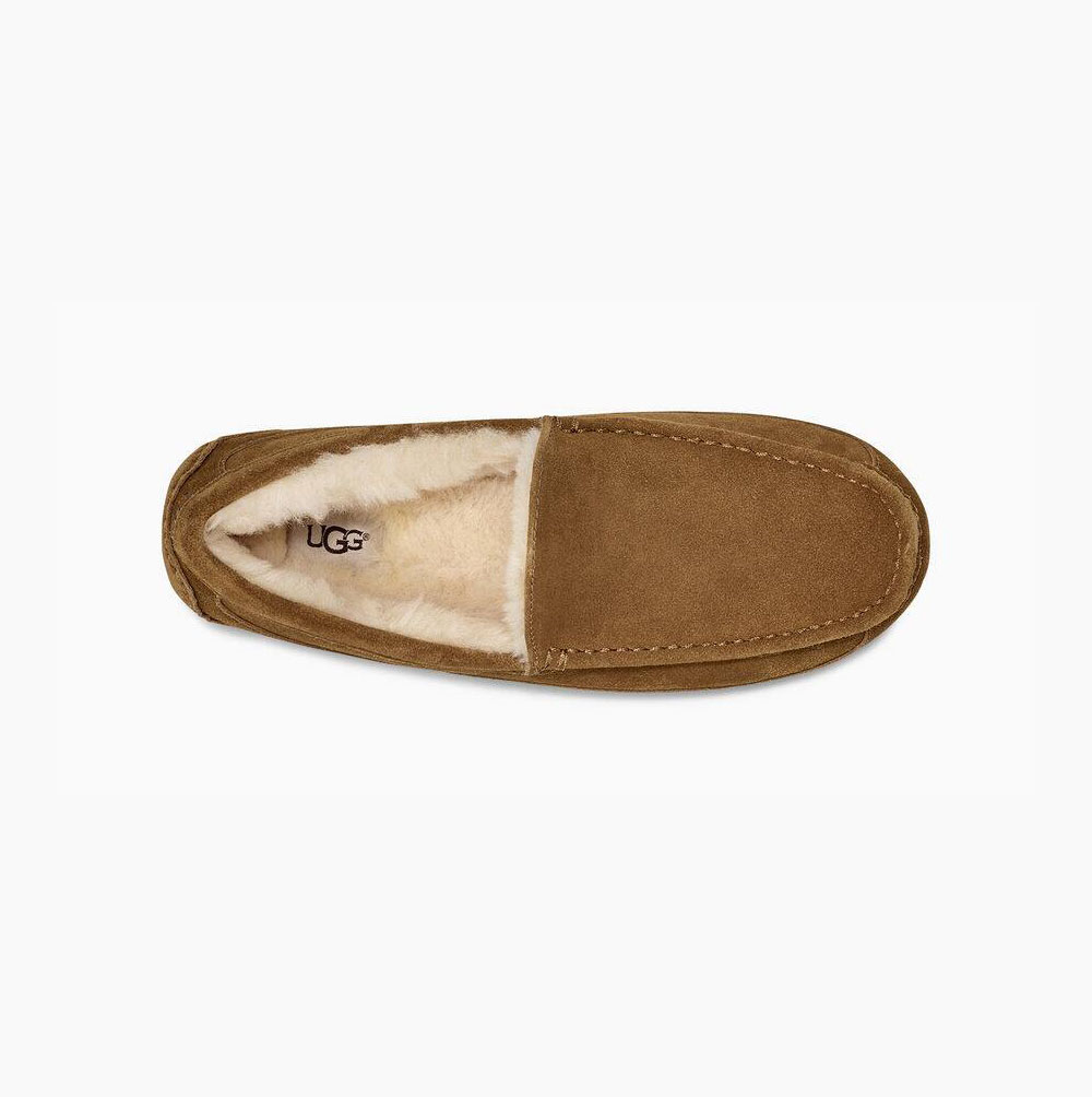 UGG Ascot Loafers Herren Braun Schweiz | QPIW3L73