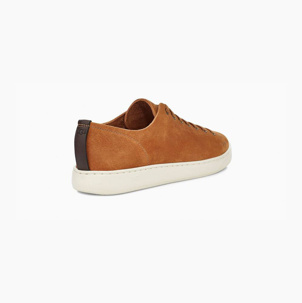 UGG Pismo Low Sneakers Herren Braun Schweiz | ZY14E8DN